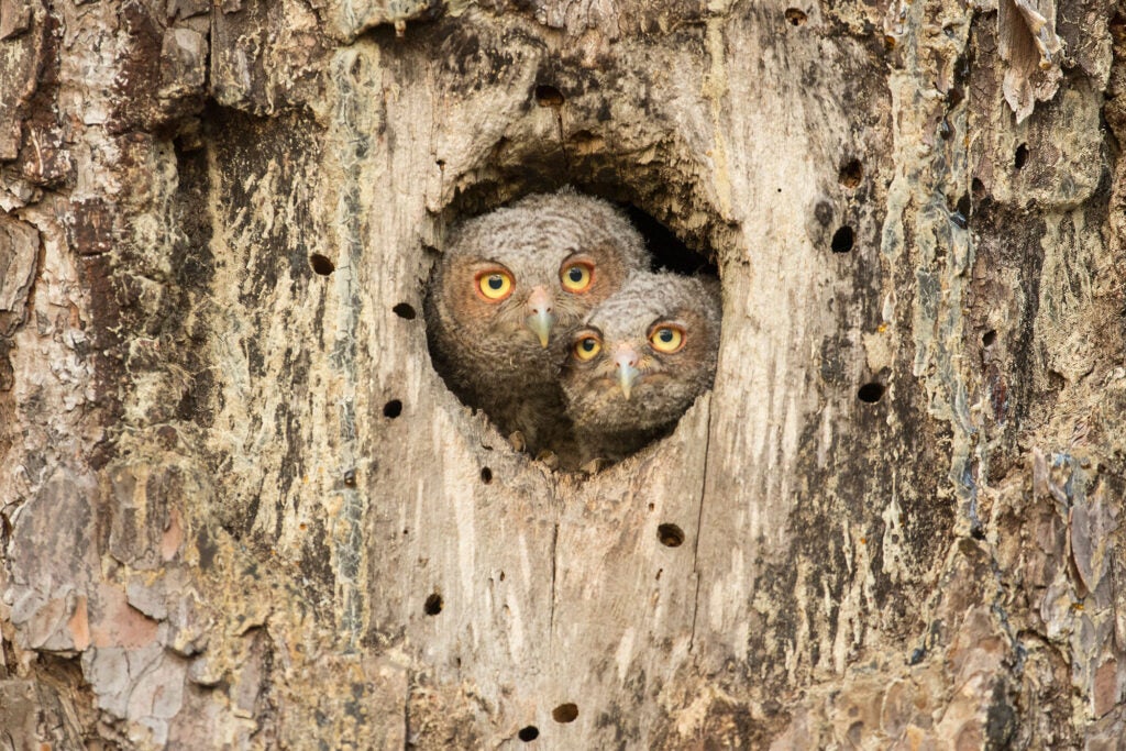 Two Eastern Screech Owl (Megascops asio) chicks peek out from a natural nesting cavity in a mature longleaf pine (Pinus palustris) in Croatan National Forest, North Carolina.