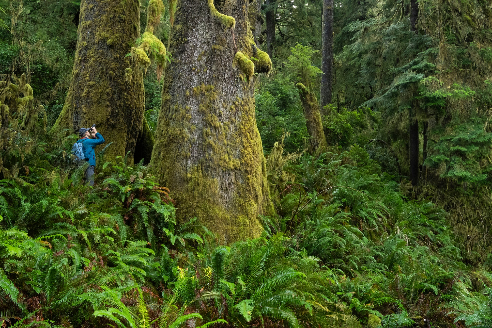 A person in a blue jacket and hat, very small in the photo, takes pictures of enormous trees, which you can only see the base of. The setting is a dense forest with ferns on the ground and moss climbing up the large tree trunks.