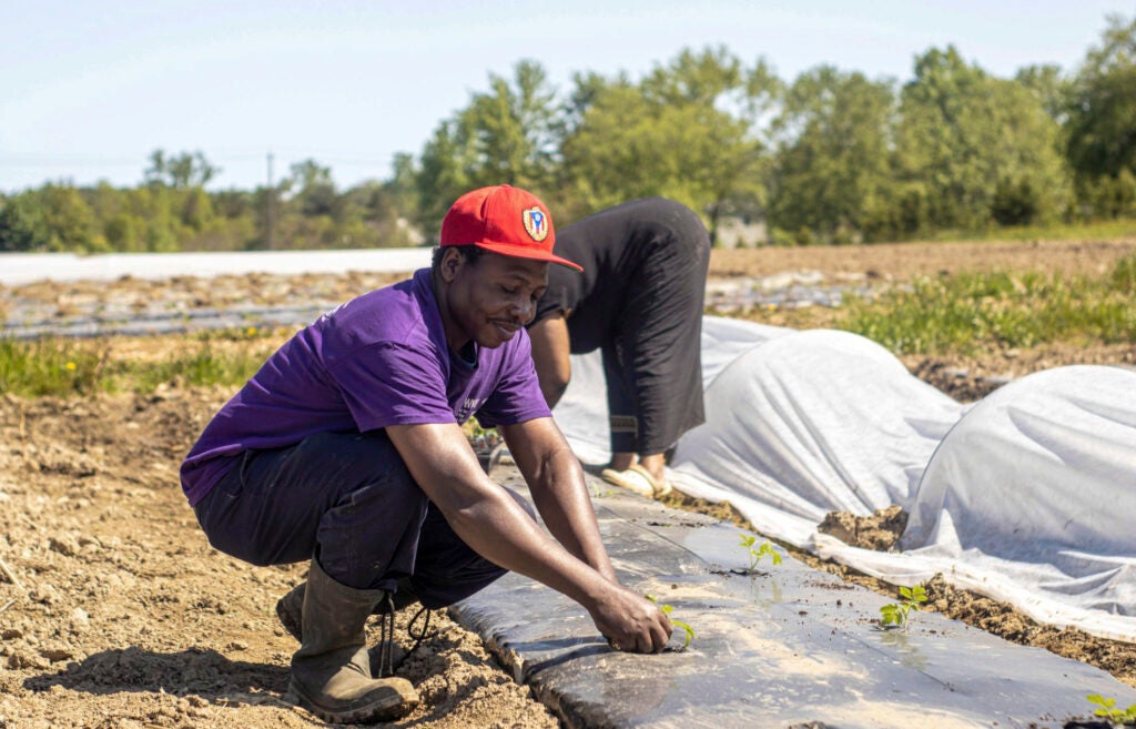Farmers work at Providence Farm Collective in Orchard Park, New York. Providence Farm Collective, a plaintiff in the USDA grant termination lawsuit, helps both new and established farmers grow food for the surrounding community. (Photo courtesy of Providence Farm Collective)