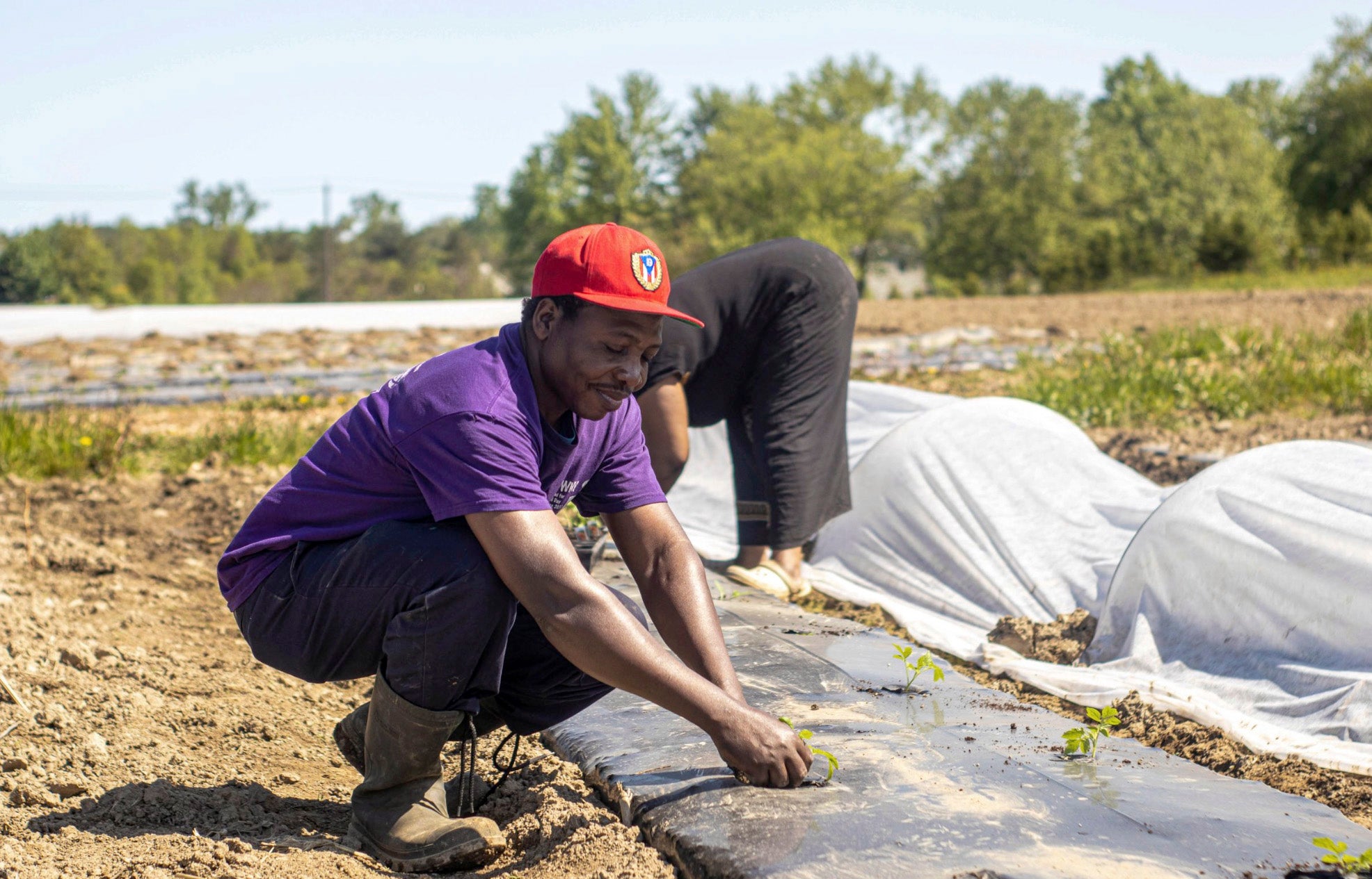 A man tends to small plants in a covered row of soil in a large tilled field.