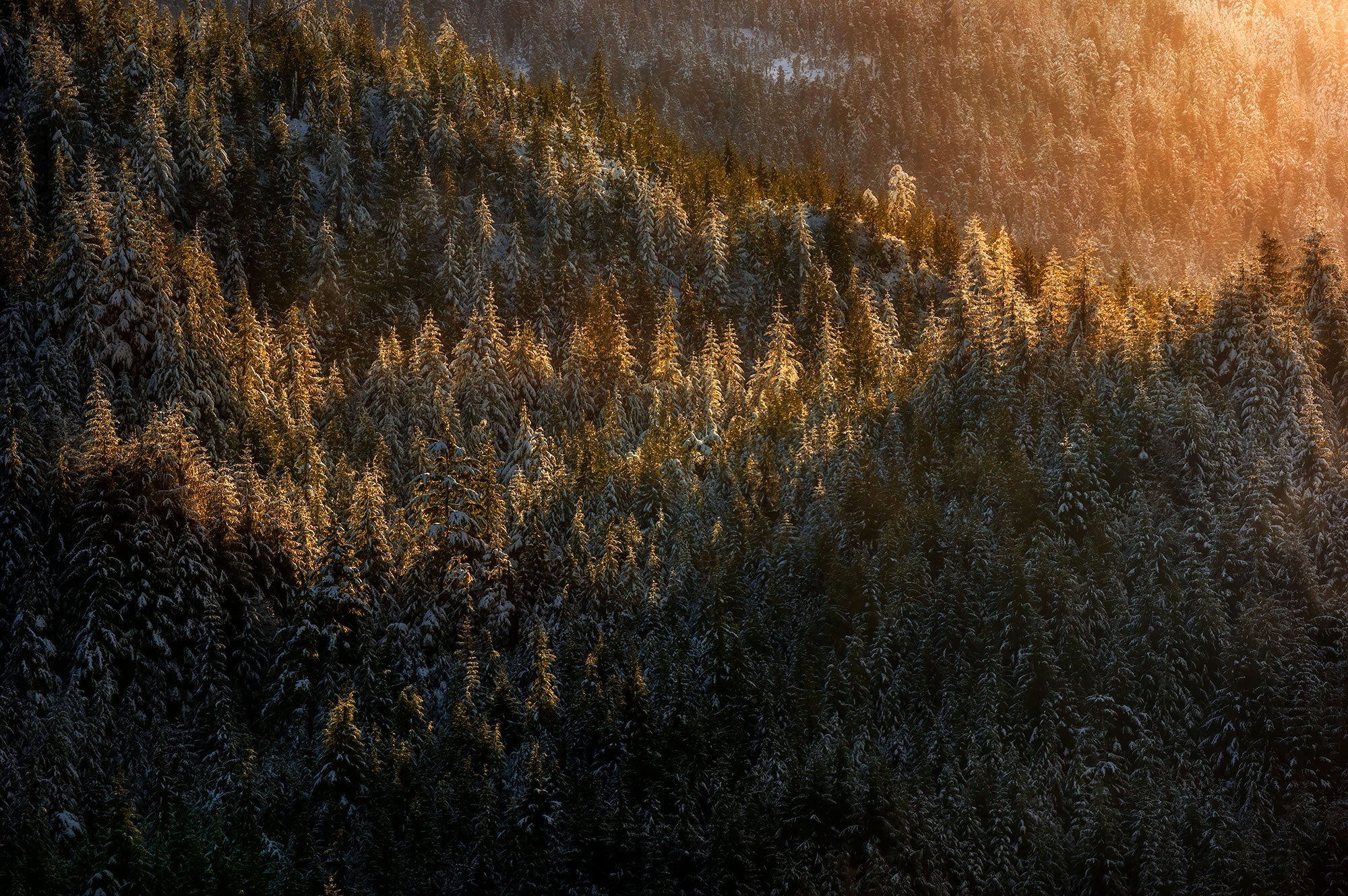 Tongass National Forest An aerial view of trees in Tongass National Forest.