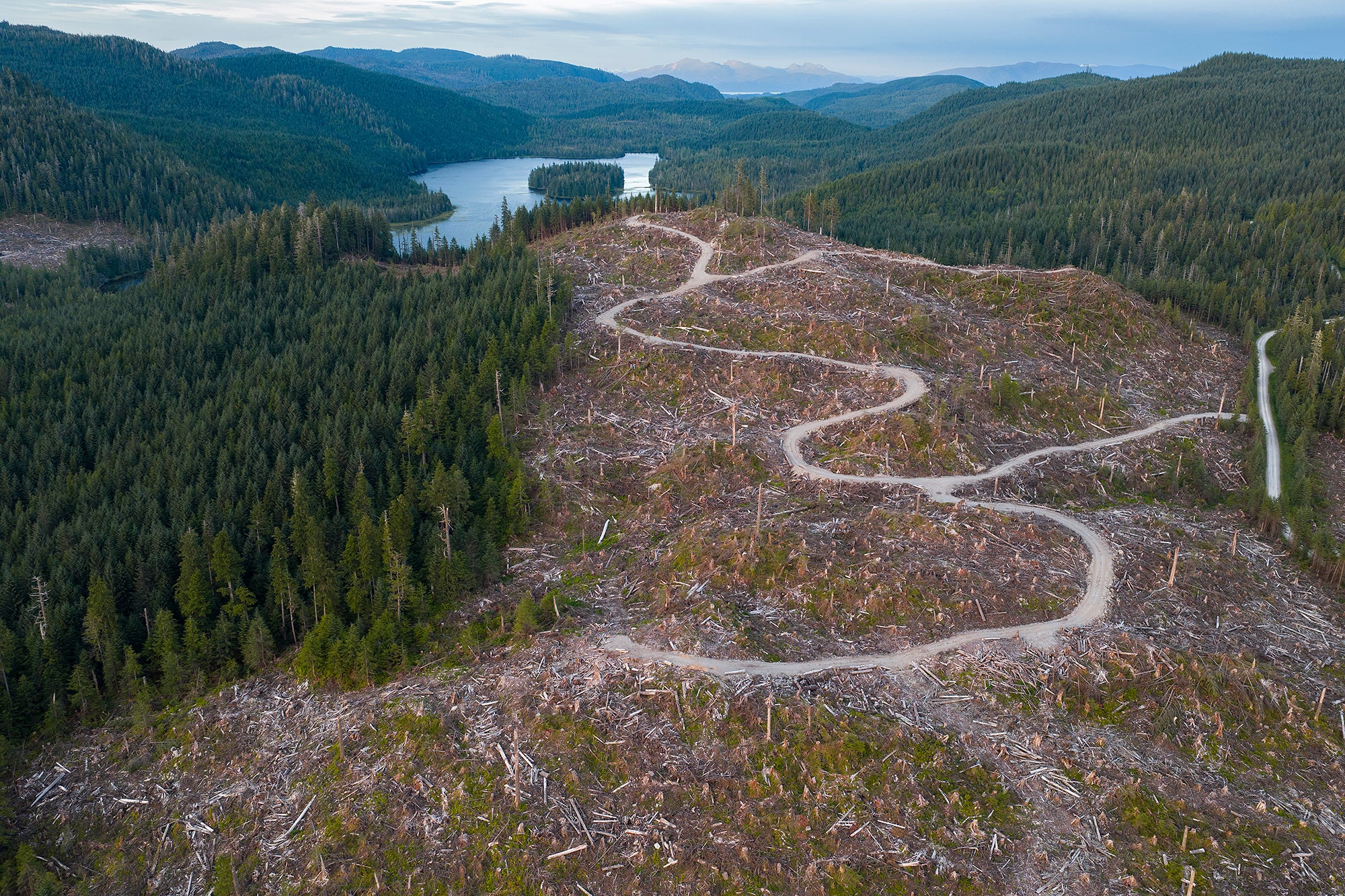 An aerial view of a large forest stretching into the distance with a small river or lake visible. In the foreground most of the trees have been cut down, filling about half of the image.