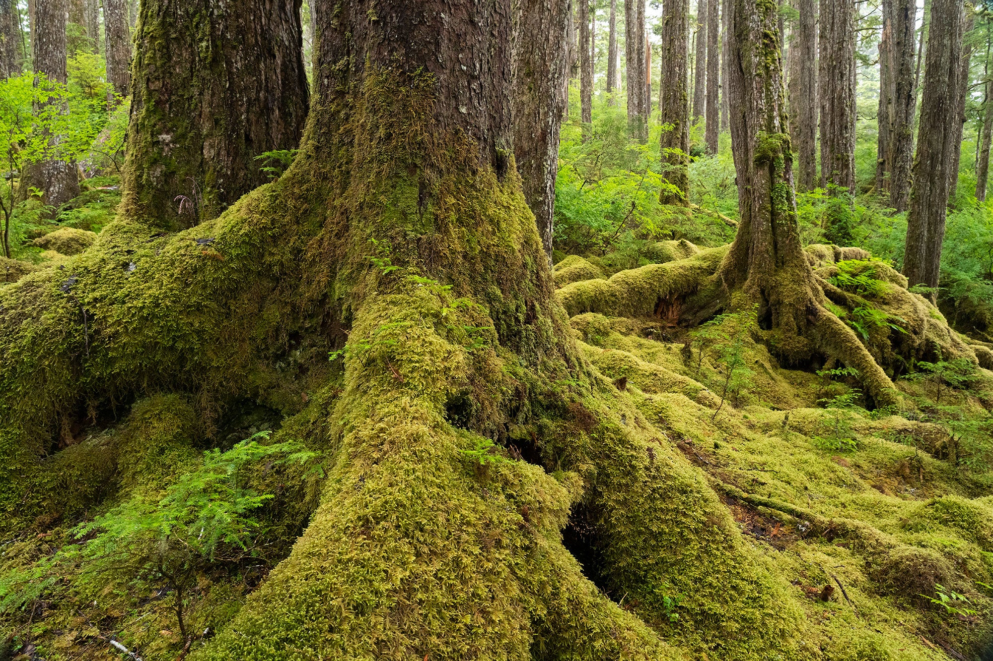 Old-growth trees on Kosciusko Island, Tongass National Forest, Prince of Wales, Alaska.