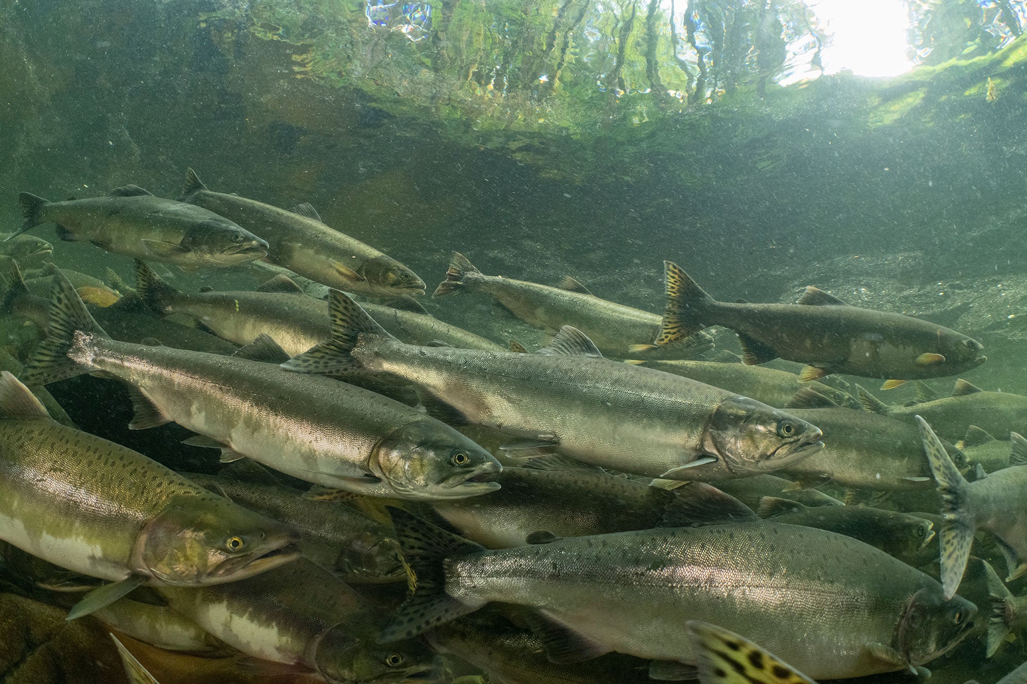 Pink Salmon in Tongass National Forest Pink salmon spawning in Maybeso Creek, near Hollis, Alaska, Tongass National Forest.