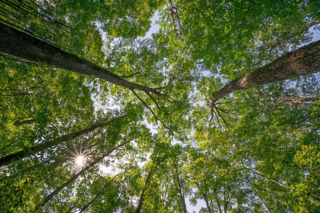 Mature eastern hardwood forest in Green Mountain National Forest, home to the largest roadless areas in Vermont. (Kurt Budliger for Earthjustice)