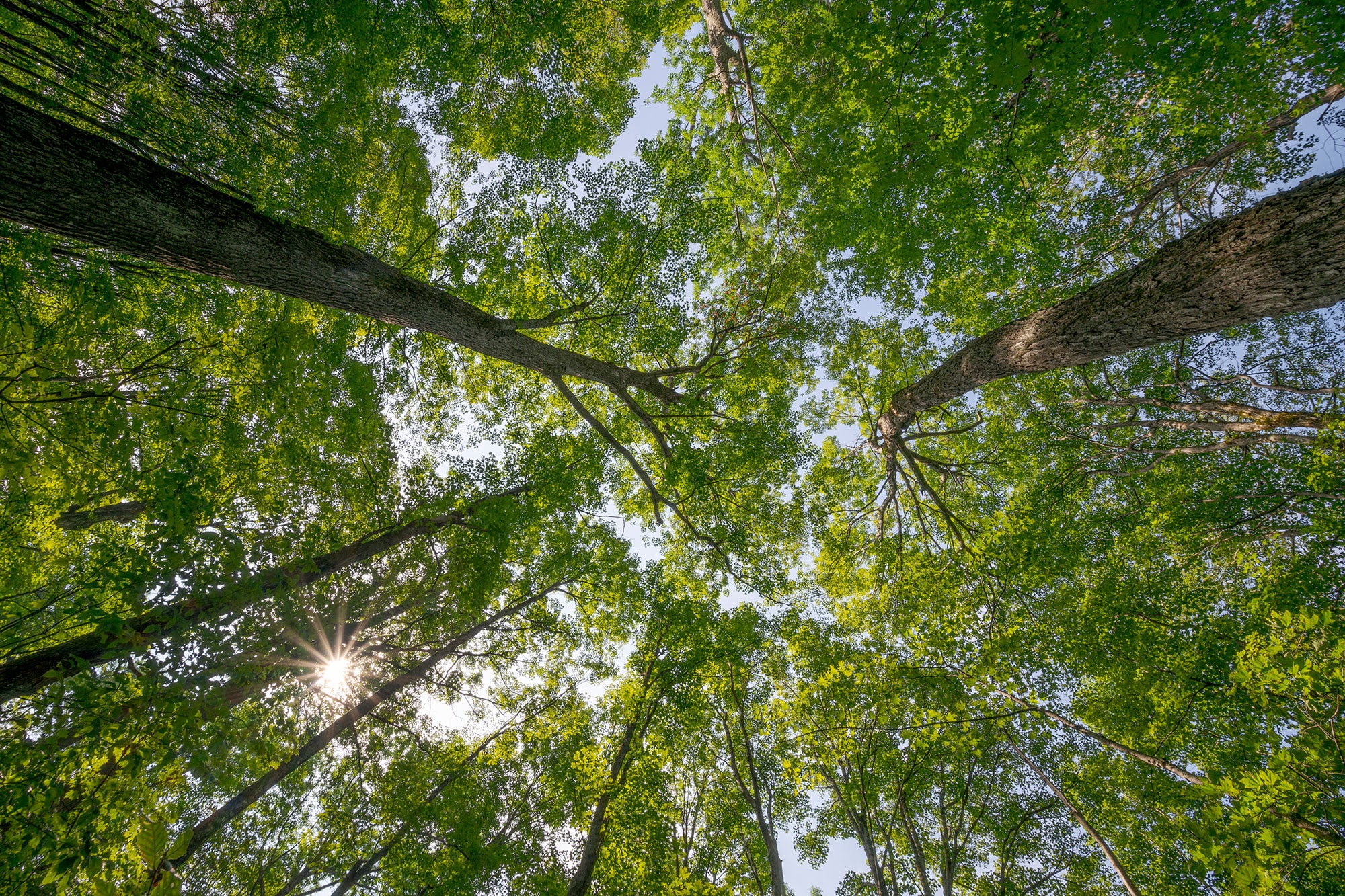 A view upwards into the tree canopy and sky in Green Mountain National Forest, home to the largest roadless areas in Vermont.