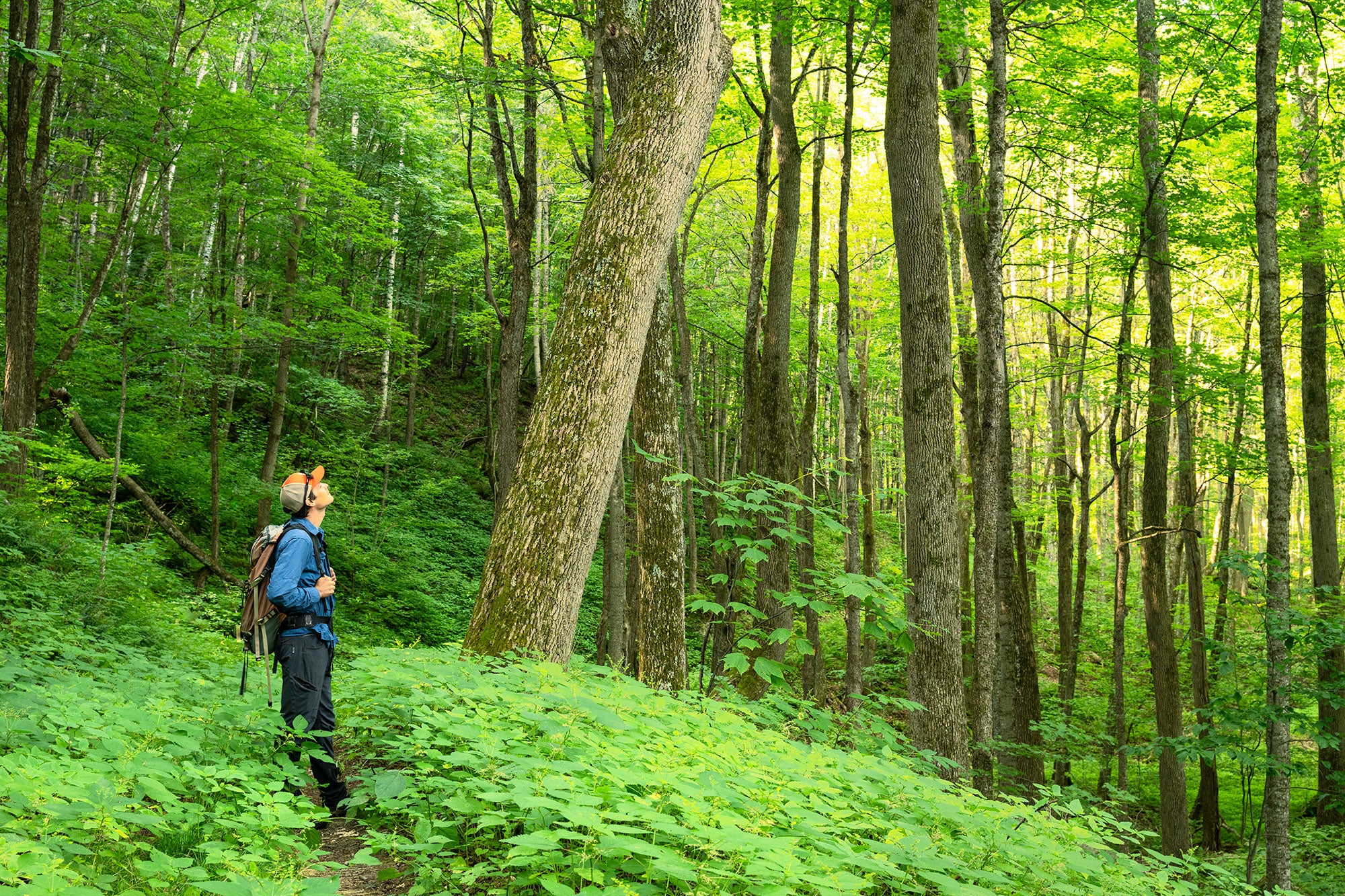 Green Mountain National Forest, Vermont Zack Porter, Executive Director of Standing Trees, working in a mature eastern hardwood forest in Telephone Gap, Green Mountain National Forest, Vermont