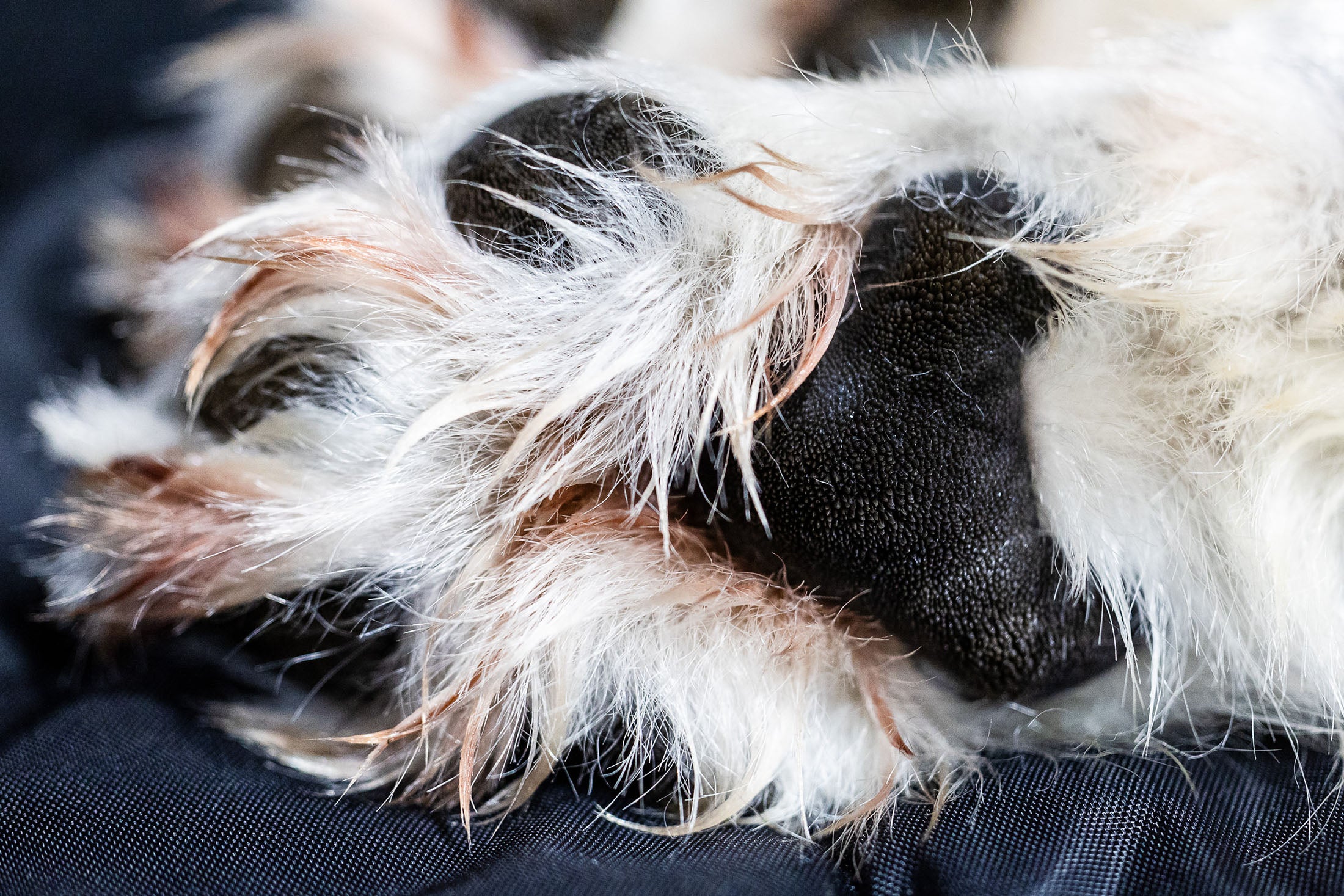 A close-up of a sedated wolf’s paw during a health check during capture operations in British Columbia, Canada, in January 2025.