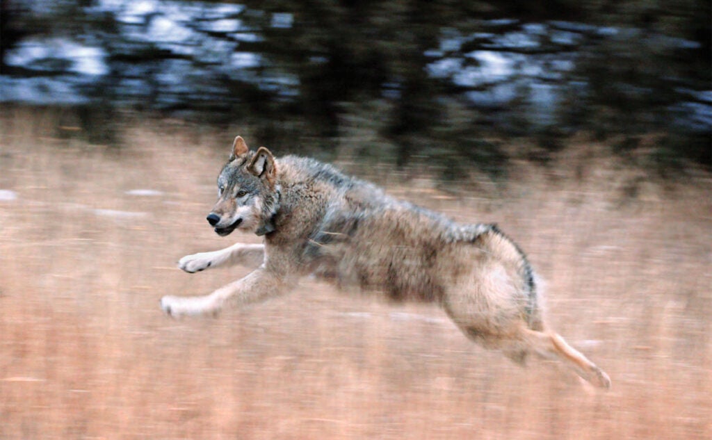 A wolf sprints across a field on Colorado's Western Slope during reintroduction release by state wildlife agents in December, 2023.