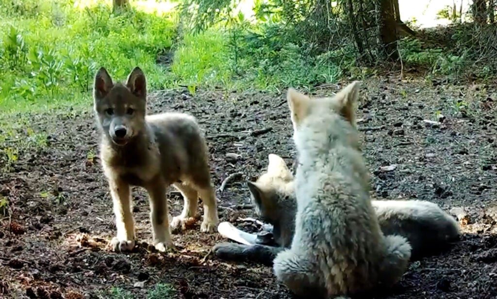 Remote camera image of a wolf pups taken during the summer of 2025. (Courtesy of Colorado Parks and Wildlife)