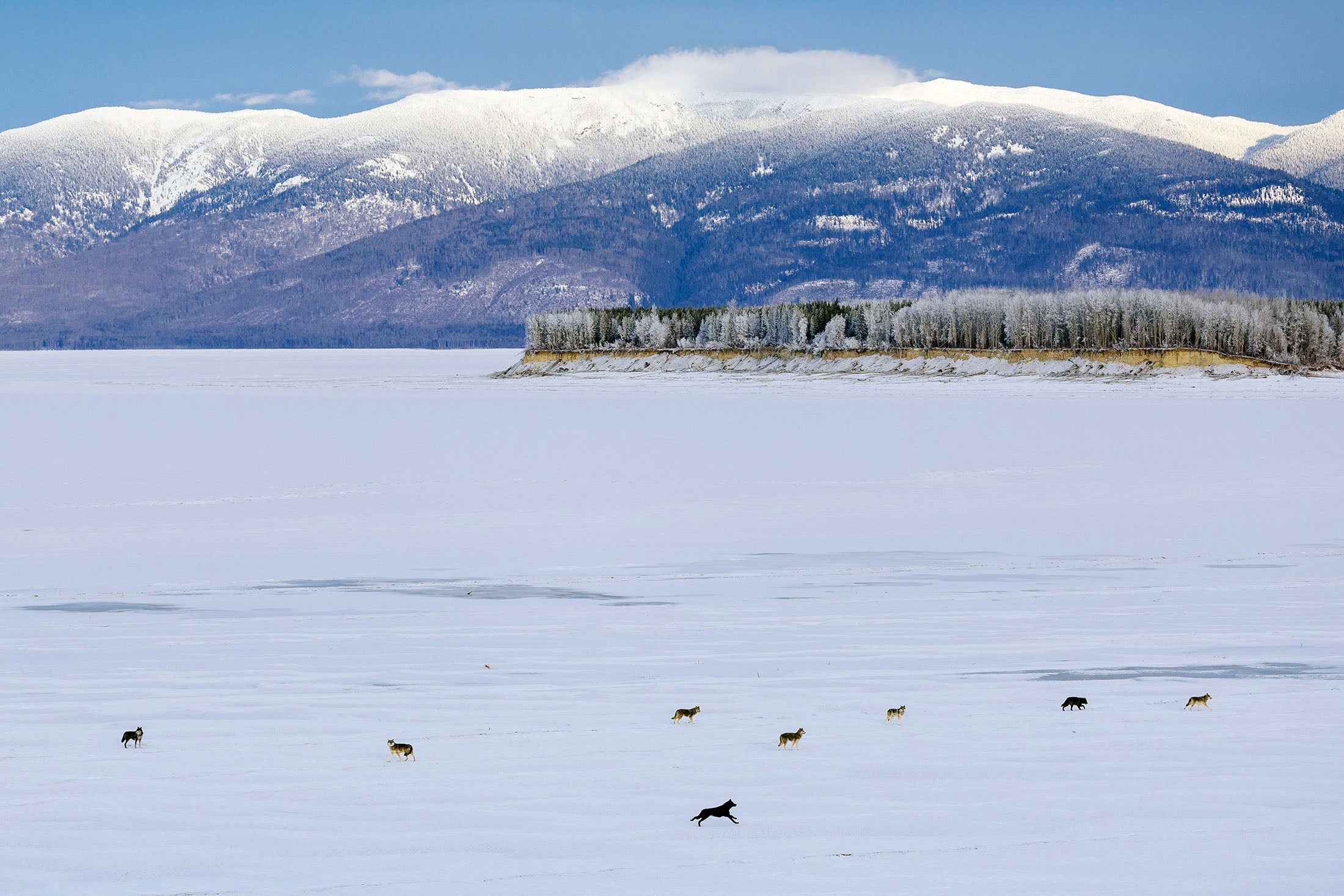 Gray wolves run across snow-covered terrain during capture operations.