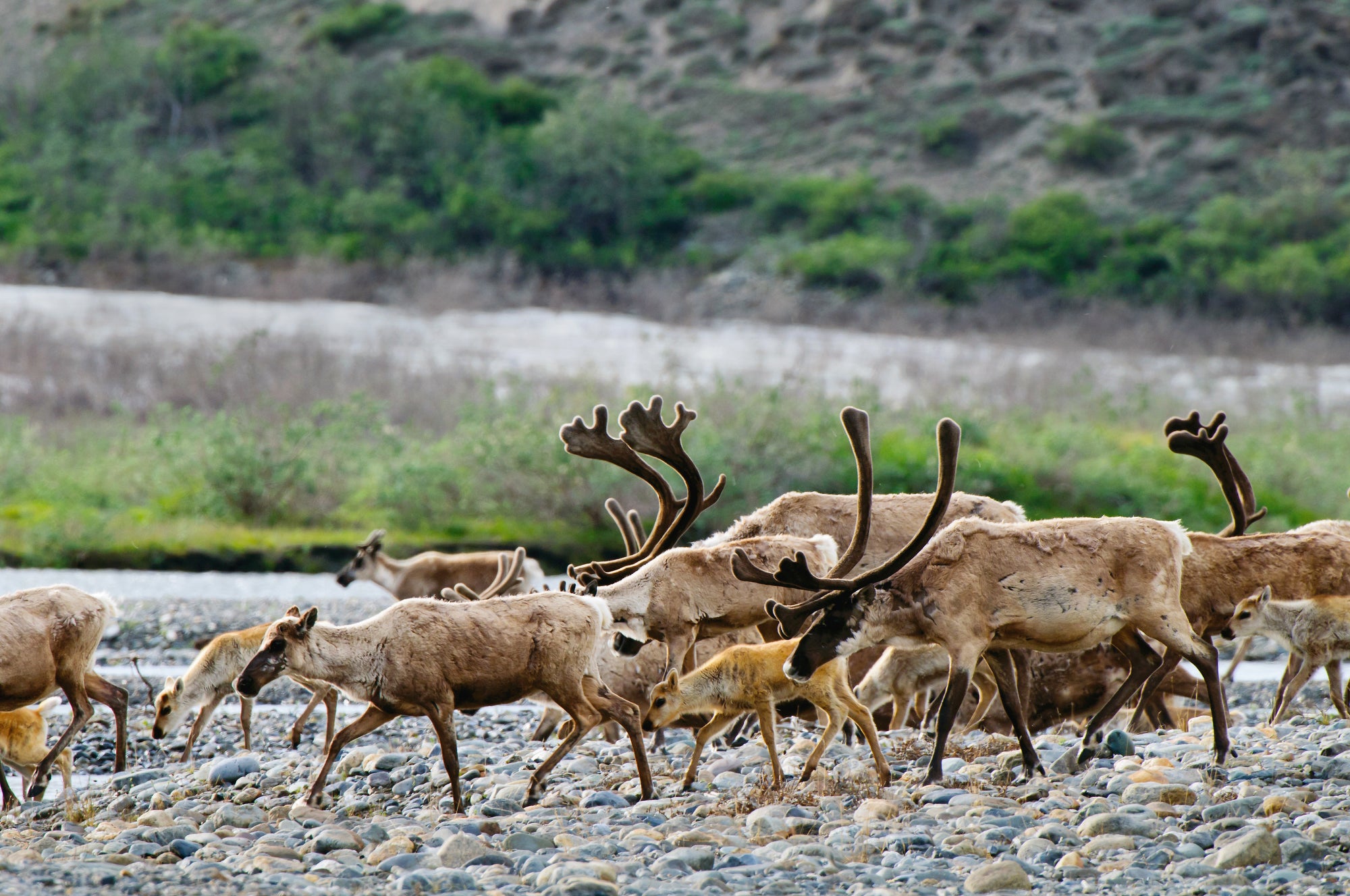A close up photo of a caribou herd walking over round stones. Some have large antlers, some are very young.