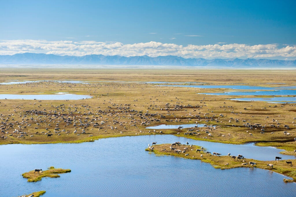 A wide landscape photo with water in the foreground, a grassy plain filled with caribou and mountains and clouds on the distant horizon.