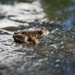 A small frog in the water of Birch Lake in the Boundary Waters Canoe Area Wilderness, near the proposed Twin Metals mine site outside of Ely, Minn.