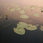 Lily pads in the Boundary Waters Canoe Area Wilderness.