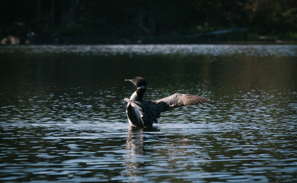 A loon spreads its wings in the Boundary Waters Canoe Area Wilderness. (Brad Zweerink / Earthjustice)