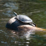 A turtle basks in the sun in the Boundary Waters Canoe Area Wilderness.