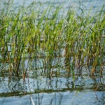 Wild rice growing in Birch Lake in the Boundary Waters Canoe Area Wilderness.