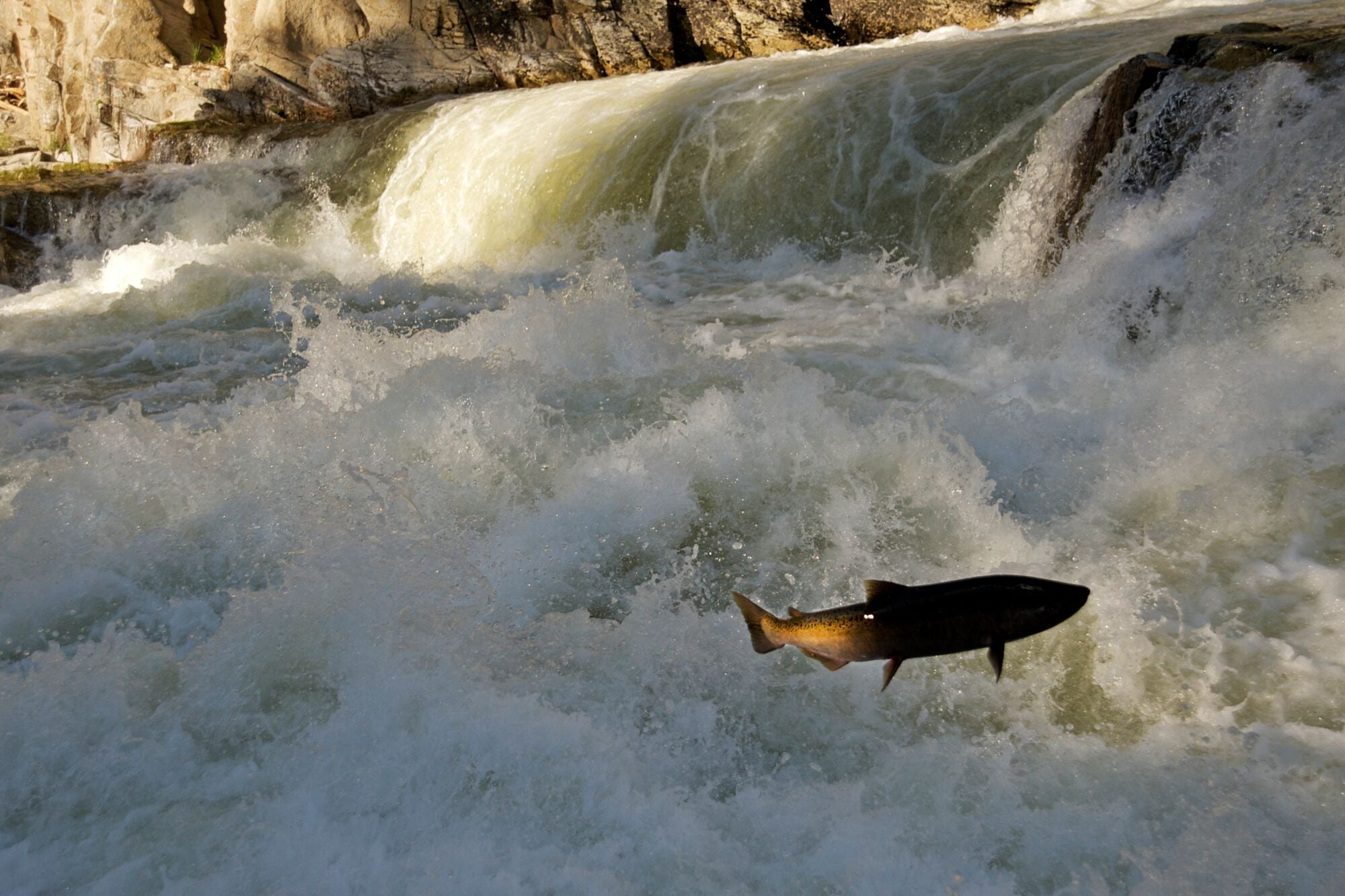 A chinook salmon in shadow swims upstream, leaping out of the white frothy rapids.