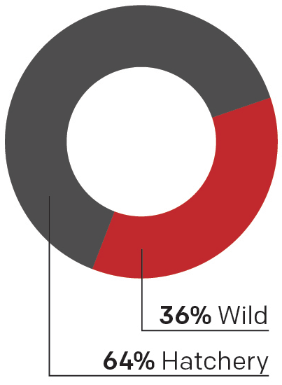 Donut chart showing that all fish in the Columbia Basin are 36% wild fish and 64% hatchery fish.