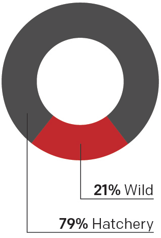 Donut chart showing that chinook salmon in the Columbia Basin are 21% wild fish and 79% hatchery fish.
