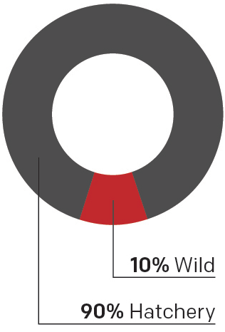Donut chart showing that coho salmon in the Columbia Basin are 10% wild fish and 90% hatchery fish.