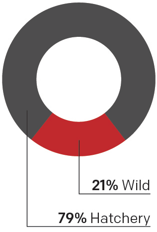 Donut chart showing that steelhead in the Columbia Basin are 21% wild fish and 79% hatchery fish.