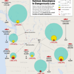 Map showing the locations of and historic-to-current change in salmon population. The following text is overlayed on the map: Salmon abundance is dangerously low. Seven interior Columbia Basin wild salmon stocks are endangered or threatened. All of these are currently at a tiny fraction of historical abundance, and most are at a small fraction of healthy abundance.