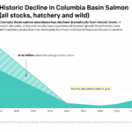 Chart showing decline in Columbia Basin salmon abundance since 1855. The following text is overlayed on the chart: Historic Decline in Columbia Basin Salmon (all stocks, hatchery and wild). Columbia Basin salmon abundance has declined dramatically from historic levels. In recent decades, a few wild stocks have experienced modest growth from historic lows and hatchery production has increased, but most wild stocks have continued to decline.
