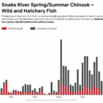 Chart comparing population of wild to hatchery Chinook salmon. The following text is overlayed on the chart: Snake River Spring / Summer Chinook: Wild and Hatchery Fish. Production of hatchery fish (from a captive breeding program) has increased in recent years, but wild stocks are still declining. Hatchery fish are important to allow some harvest, but hatchery fish cannot rebuild healthy wild salmon stocks.