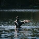 A large bird with black and white feathers rears out of the water with its wings spread looking slightly away from the camera.