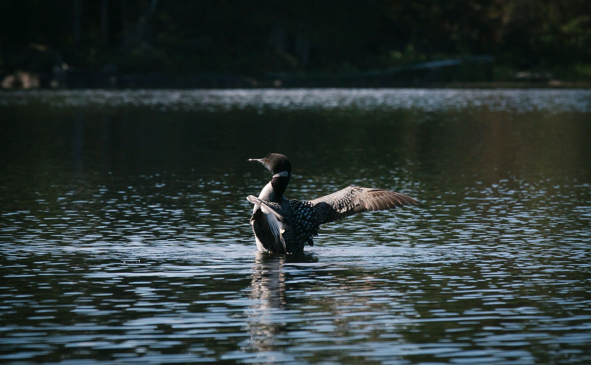 A large bird with black and white feathers rears out of the water with its wings spread looking slightly away from the camera.