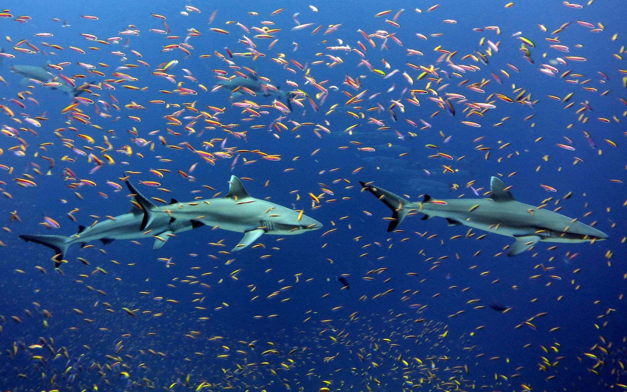 Underwater view of grey reef sharks and colorful schools of anthias in the water.