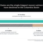 Dams are the single biggest reason salmon have declined in the Columbia Basin.