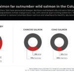 Hatchery salmon far outnumber wild salmon in the Columbia Basin.