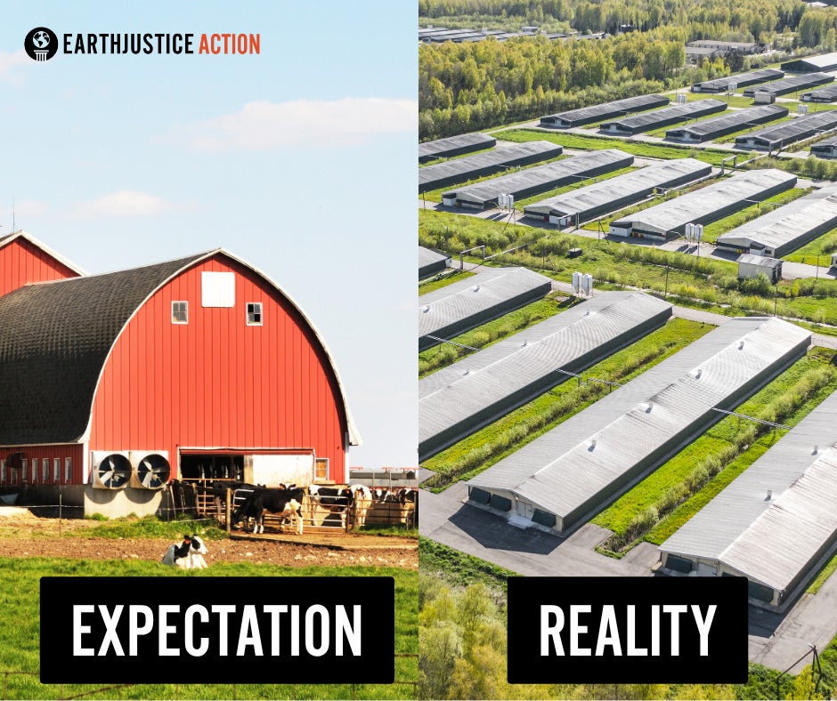 eja-graphic A split image showing an idyllic farm scene on the left labeled "Expectation" with a large red barn and free-roaming cows under a blue sky. On the right, labeled "Reality" are rows of long buildings confine large numbers of animals.