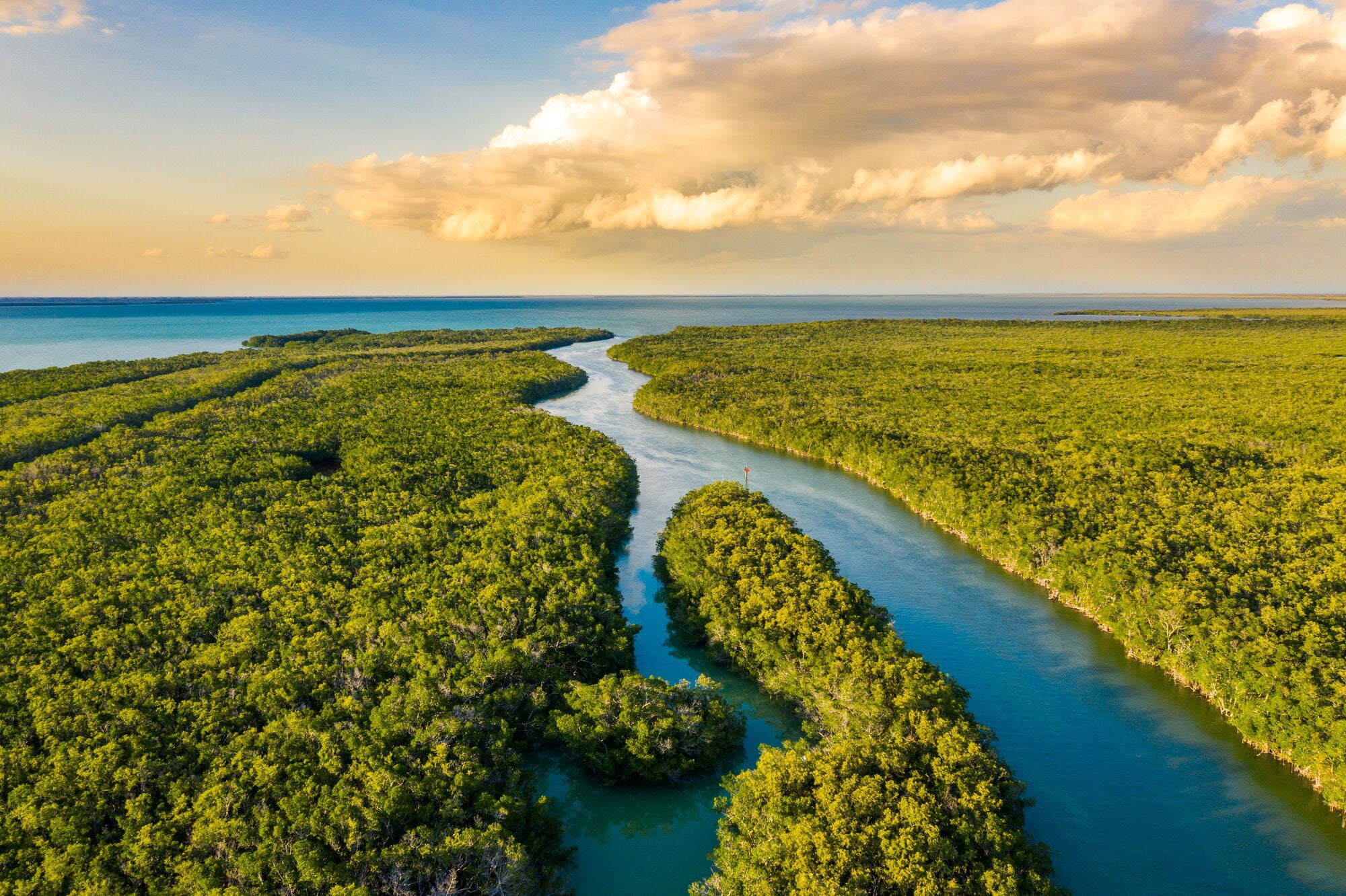 Water flows beside lush greenery in the wetlands of the Everglades National Park.