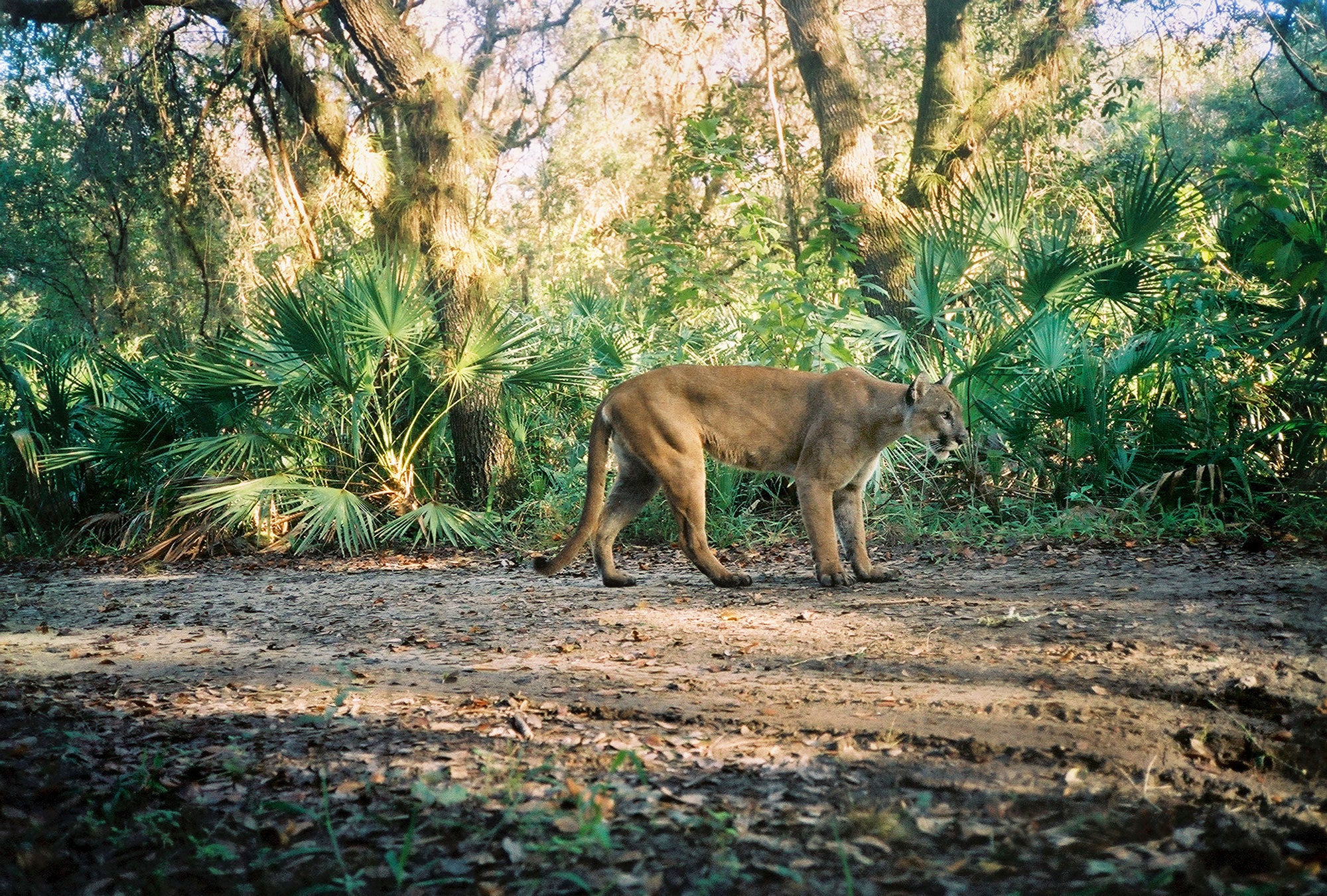 Right side view of an adult male Florida panther among green broad leaves of palm.