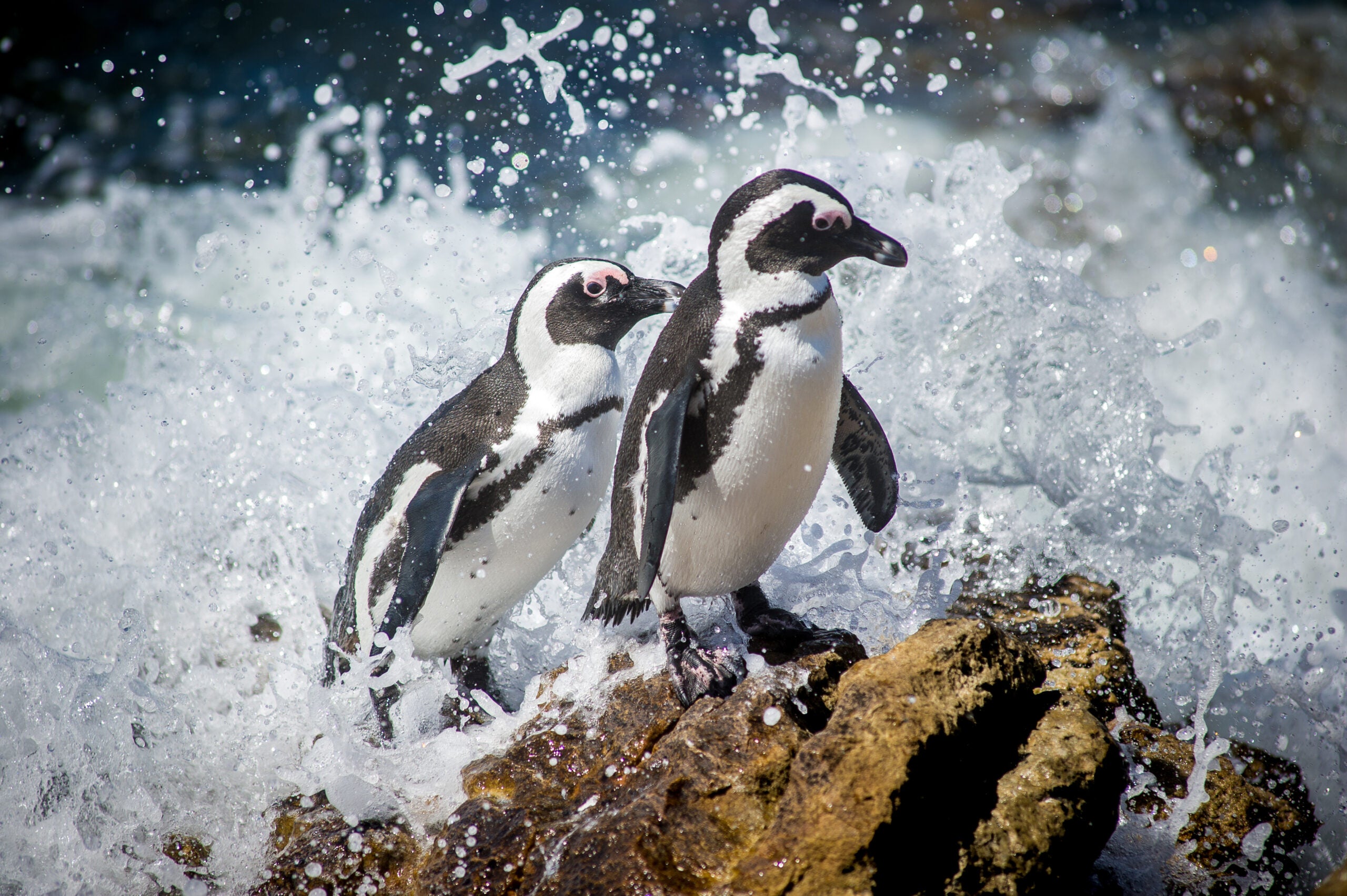 A pair of African penguins standing on a rock. Waves crashing onto the rock.