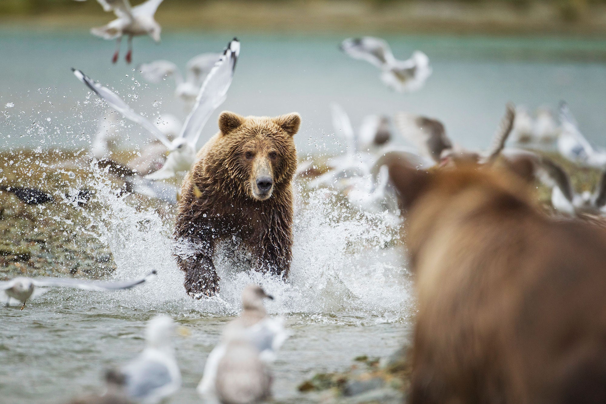 A grizzly bear runs through a stream toward another bear, startling a flock of seagulls, some of whom take flight.
