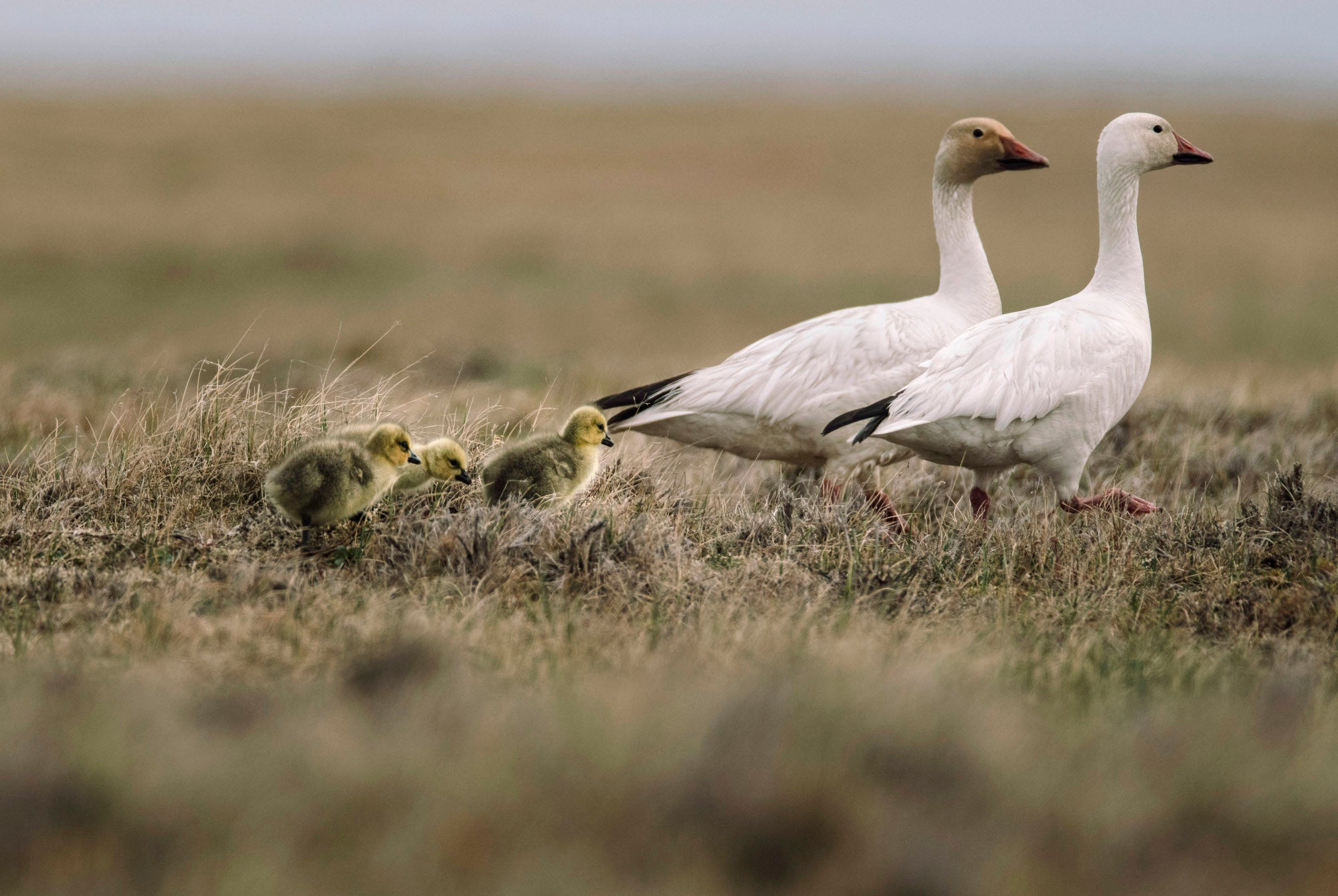 Two adult snow geese followed by three goslings in a grassy field.