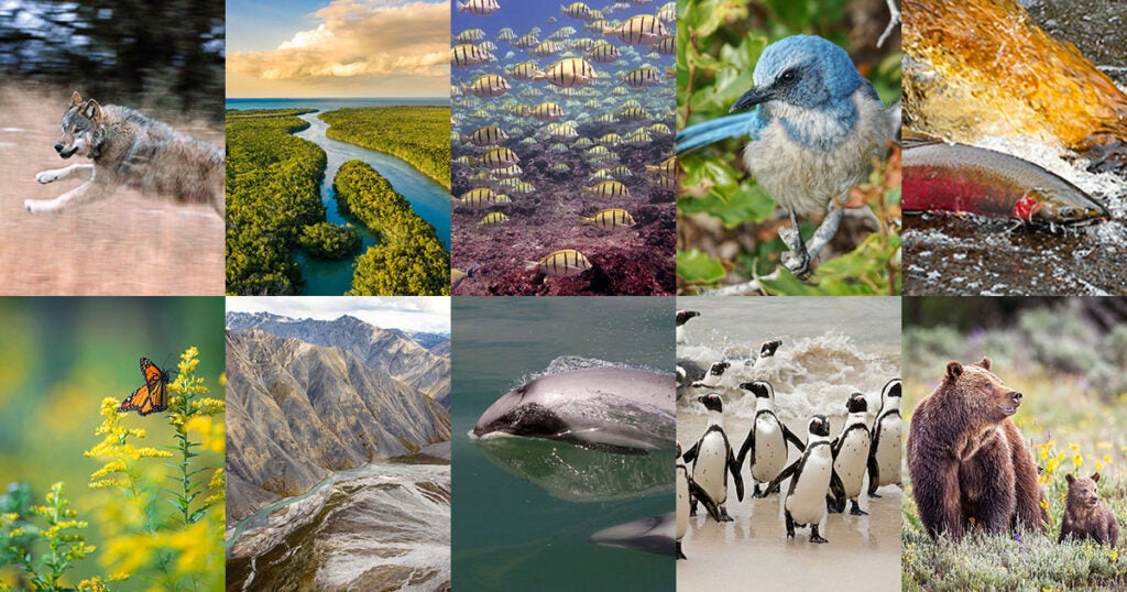Clockwise, from top-left: (Jerry Neal / CPW), (SimonSkafar / GettyImages), (Courtney Couch / NOAA), (Zach Stern / CC BY-NC-ND 2.0), (K. King / USFWS), (Zara / 500px), (Lisa Hupp / U.S. Fish and Wildlife Service), (New Zealand Department of Conservation), (jacobeukman / Getty Images), (Troy Harrison / Getty Images)