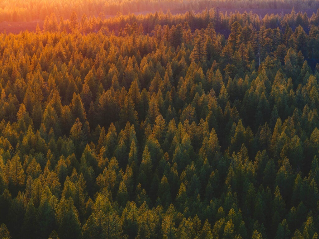 Old forest on the eastern side of the Cascade Mountains in Oregon. (Dan Meyers / Unsplash)