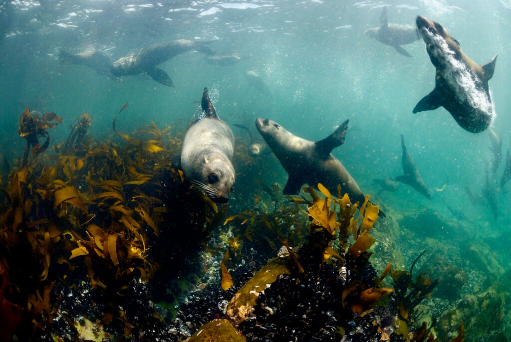 Cape fur seals swim around Dyer Island on the West Coast of South Africa. (Roger Horrocks / Getty Images)