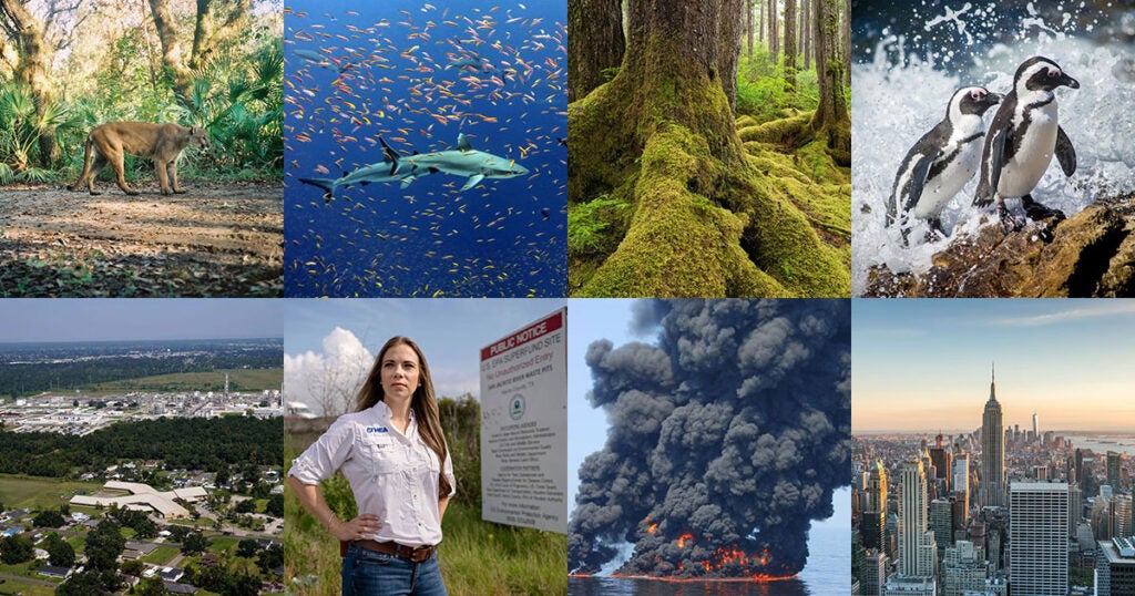 Clockwise, from top-left: (David Shindle for the Florida Fish and Wildlife Conservation Commission),  (Kelvin Gorospe / NOAA), (David Herasimtschuk for Earthjustice), (Edwin Remsberg / Getty Images), (Gerald Herbert / AP), (Danielle Villasana for Earthjustice), (Petty Officer First Class John Masson / US Coast Guard), (Matteo Colombo / Getty Images)