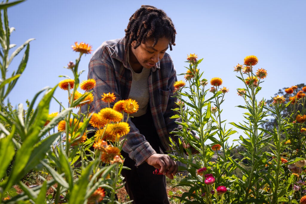 Lazzlo Jenkins, a member of Agroecology Commons, cuts flowers at the organization's demonstration farm in El Sobrante, California. An Earthjustice lawsuit helped restore grant funding for the organization. (Chris Jordan-Bloch / Earthjustice)
