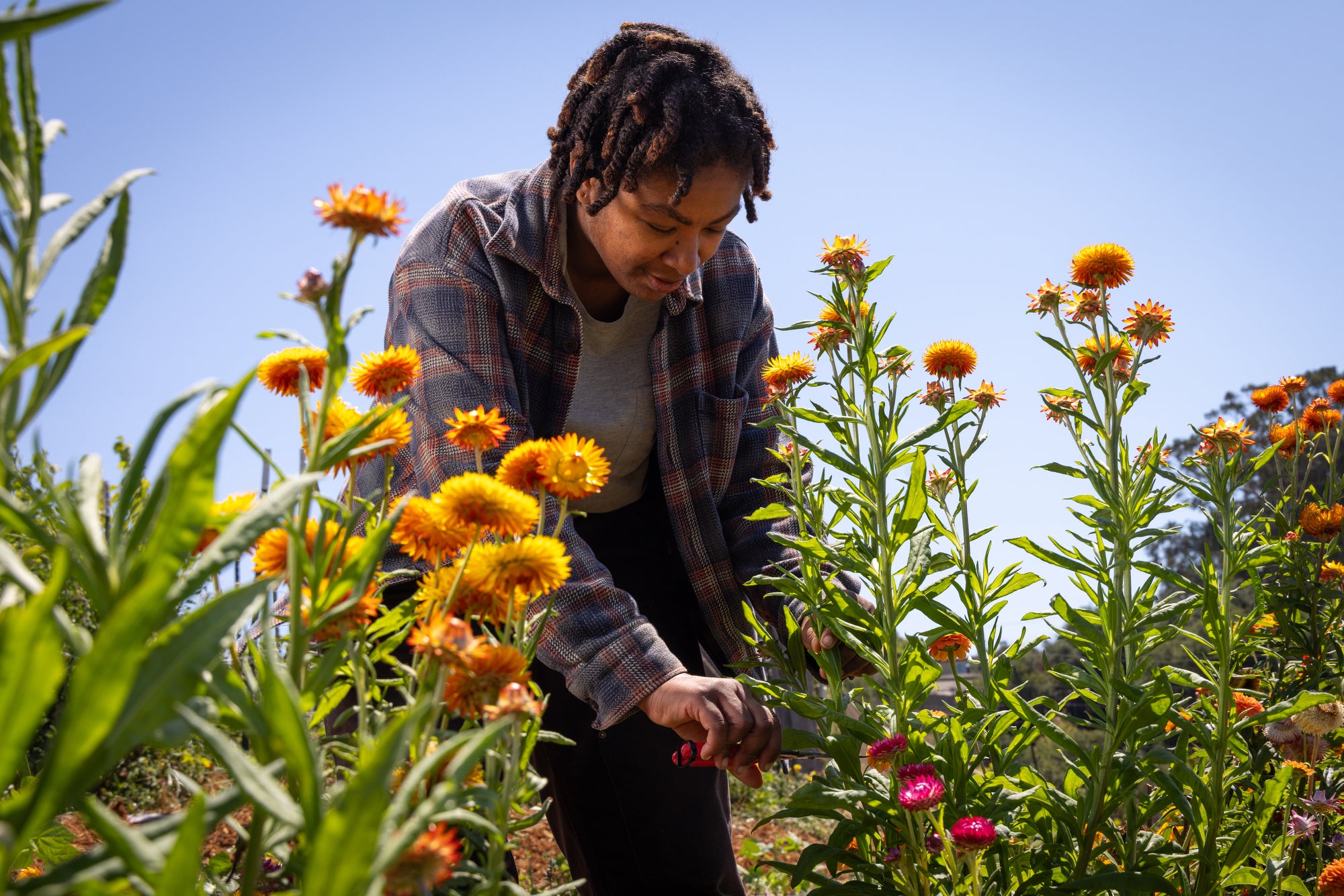 A woman cuts flowers on a farm.