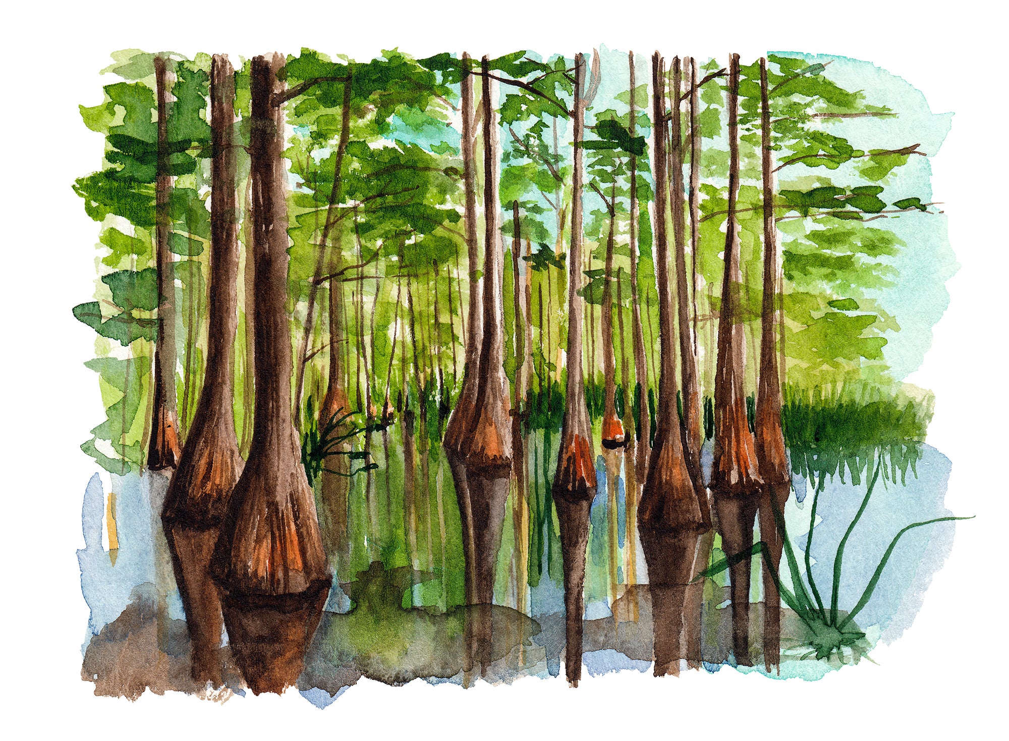 Watercolor illustration of Big Cypress National Preserve. 