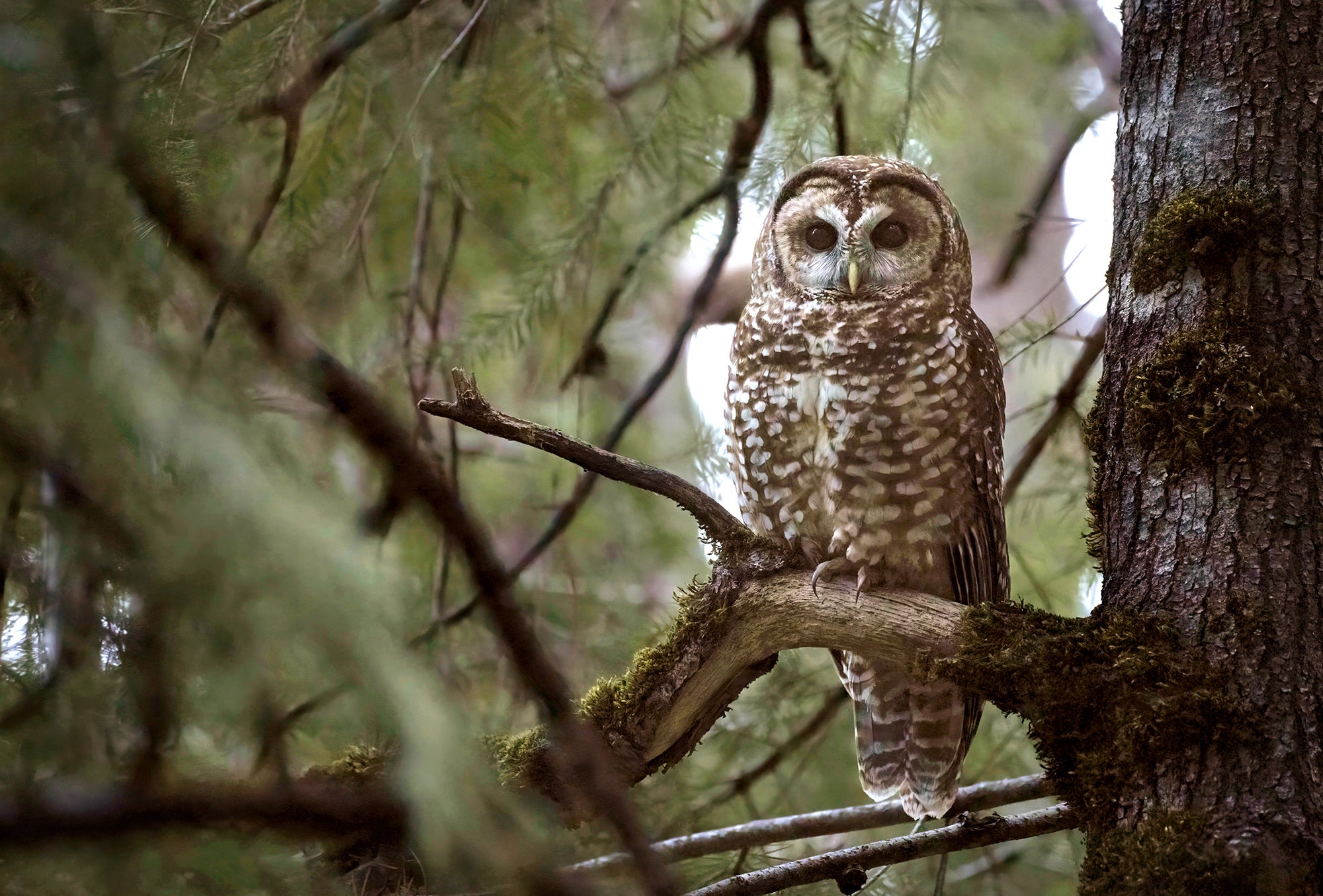A brown and white spotted owl sits on the worn branch of an evergreen tree.