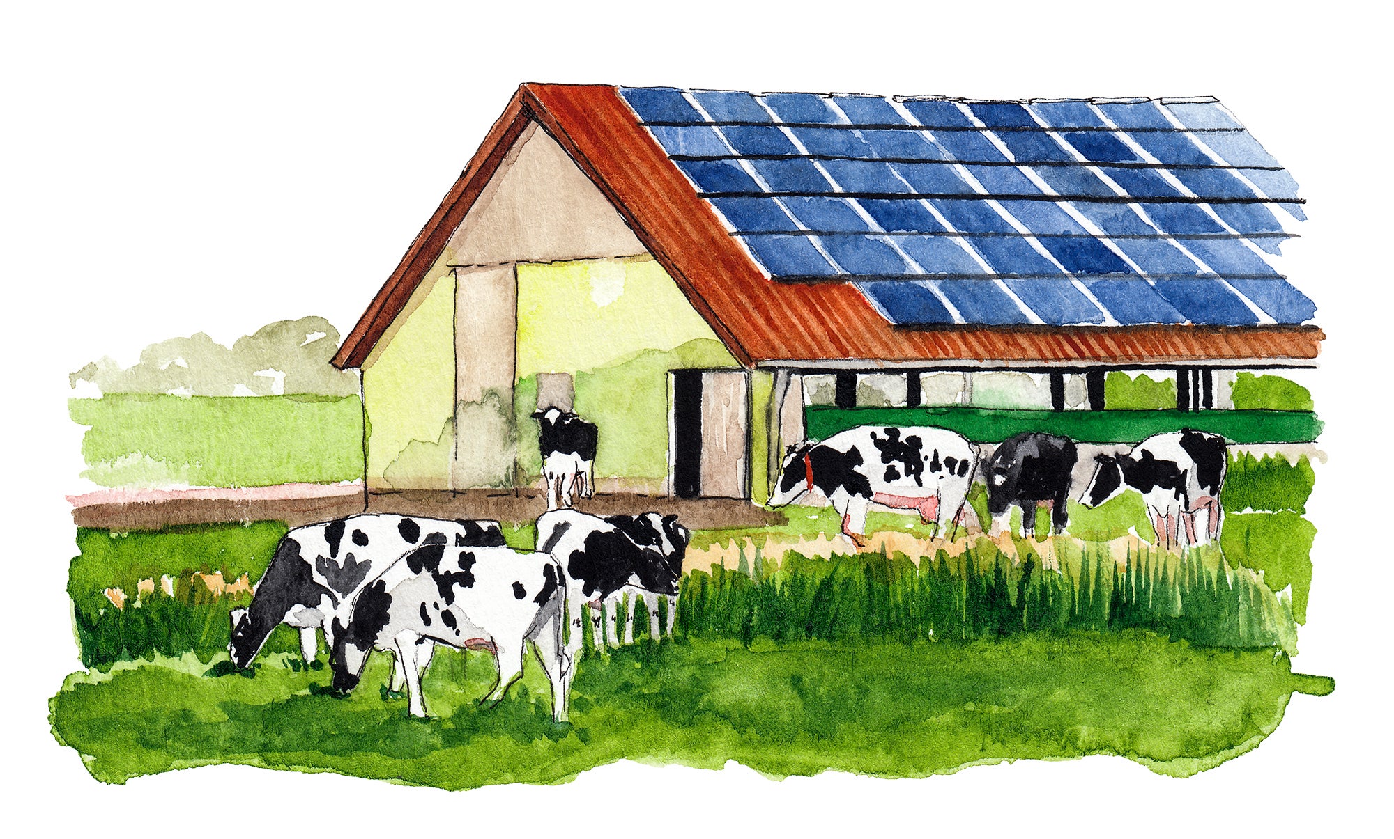 Bucolic watercolor illustration of a dairy farm. Holstein Friesian cows graze outside of a farm building with roof-top solar panels.